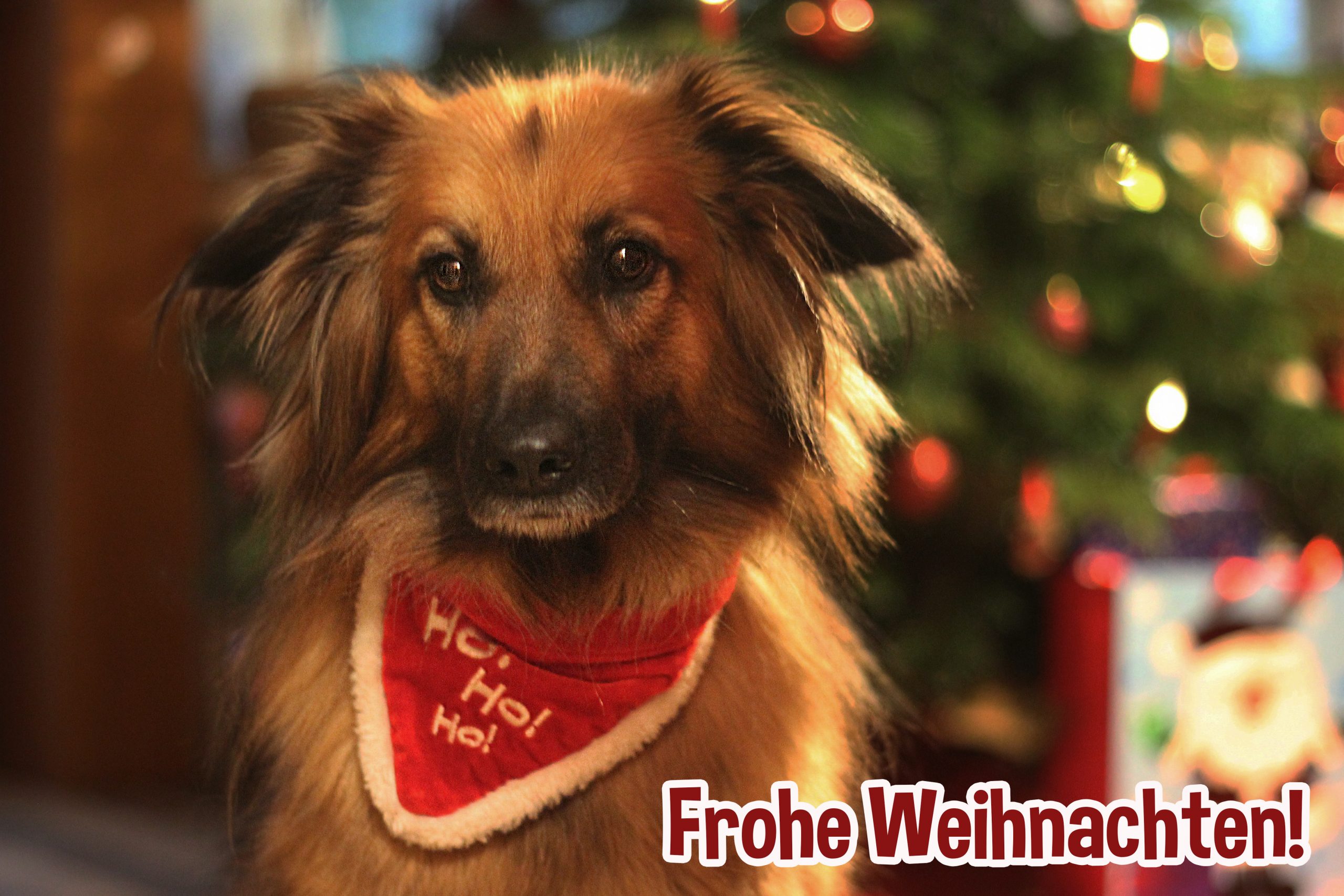 You are currently viewing Frohe Weihnachten – für all unsere Unterstützer!