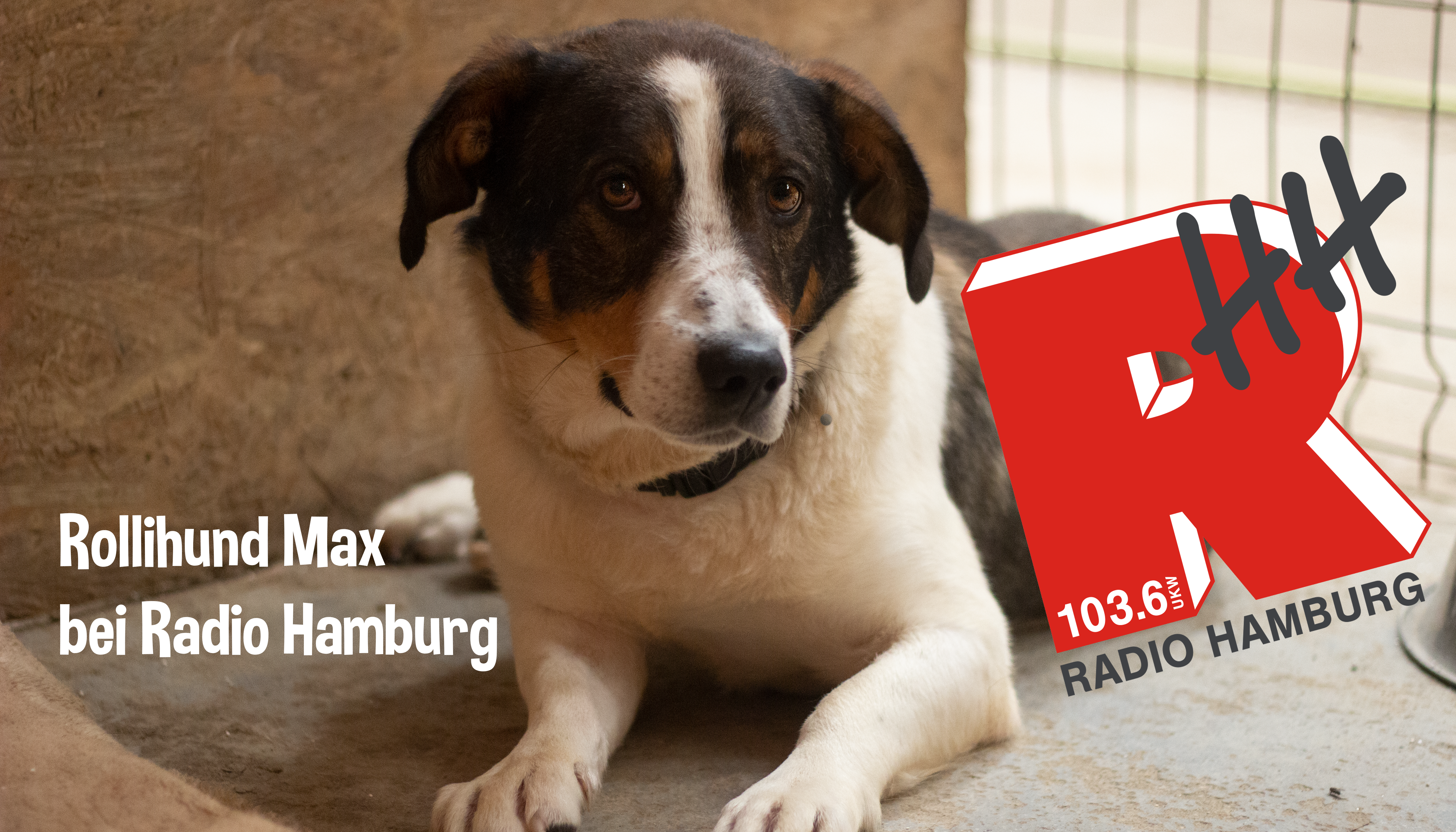 You are currently viewing Rollihund Max bei Radio Hamburg
