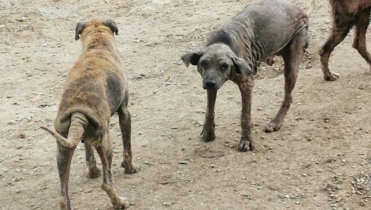 You are currently viewing Juhu – die Behandlung der ersten 100 Hunde ist finanziert!