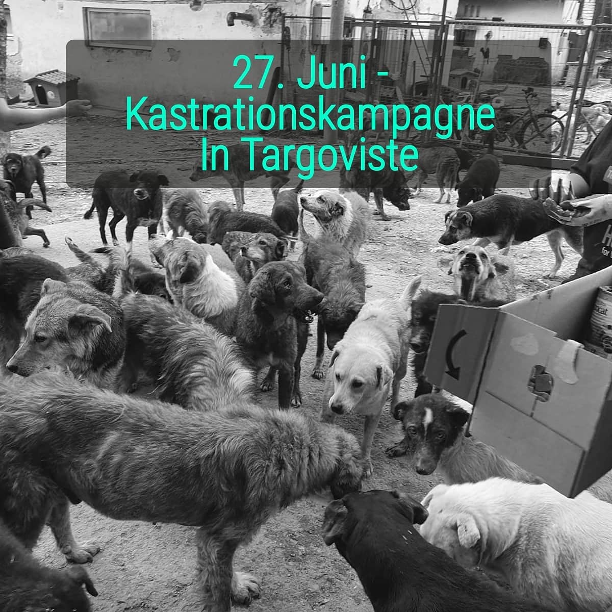 You are currently viewing Kastrationskampagne in Targoviste