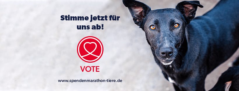 You are currently viewing Spendenmarathon – Ein Klick für dich, ein LKW Futter für unsere Fellnasen