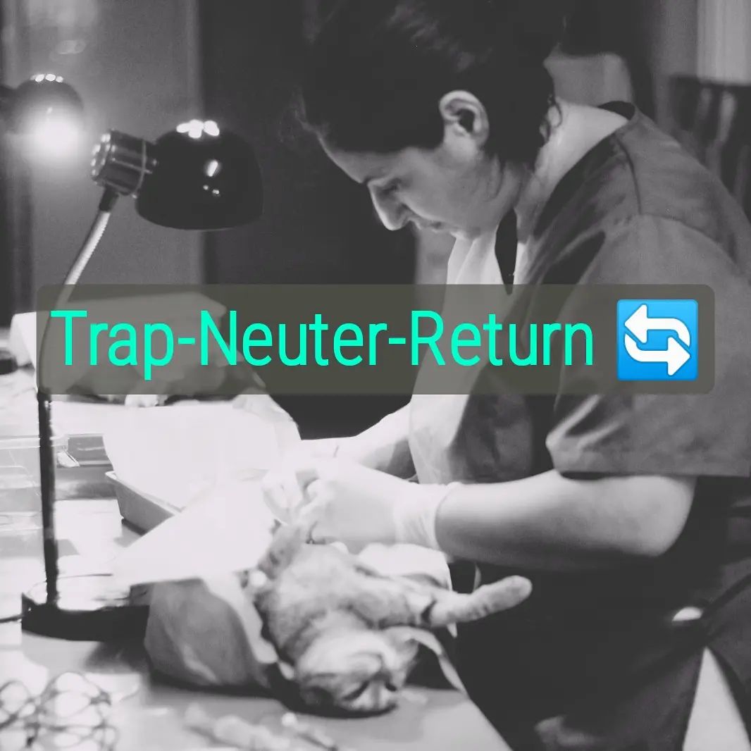 You are currently viewing Trap-Neuter-Return