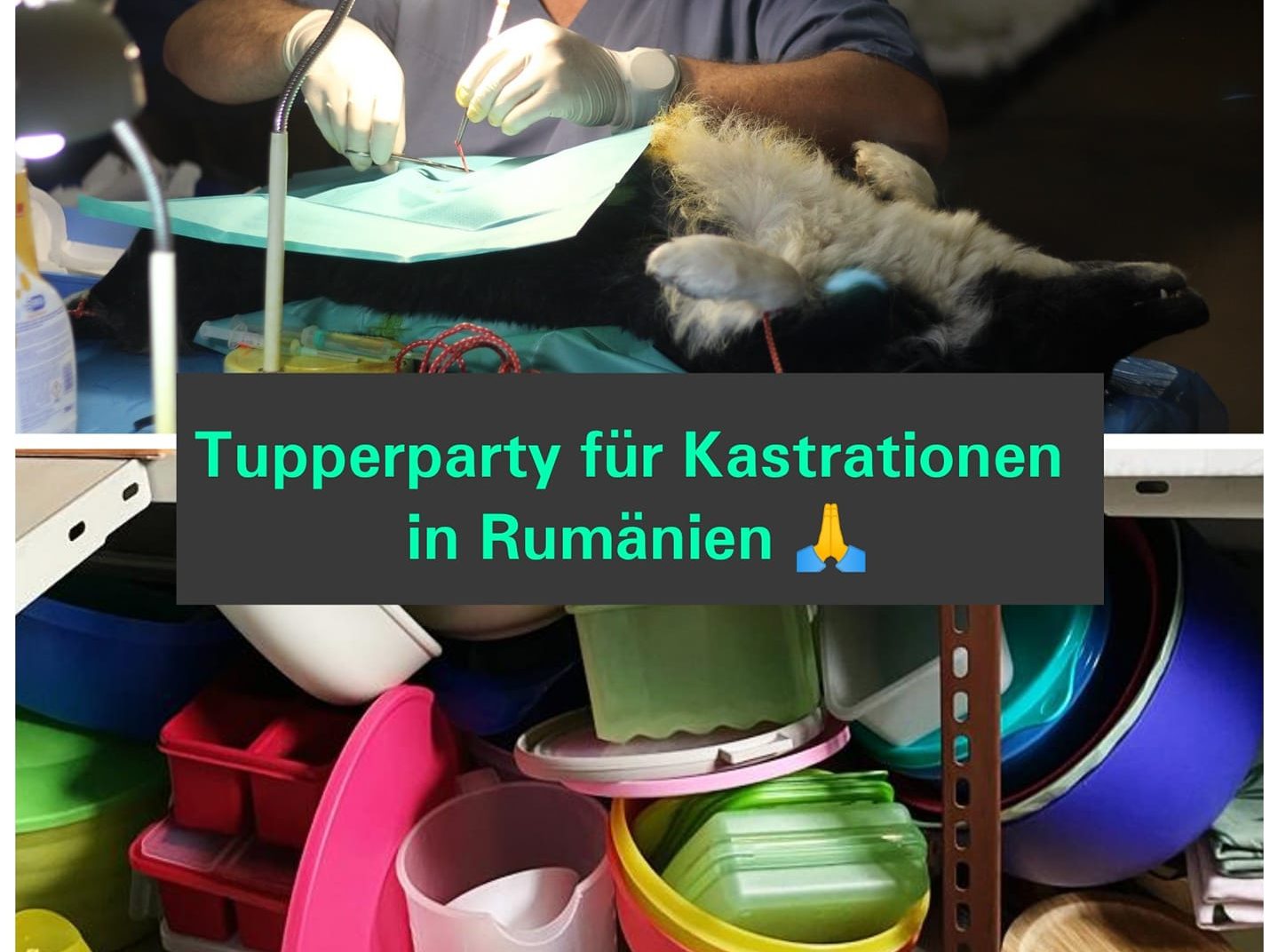 You are currently viewing Tupperparty für Kastrationen ?