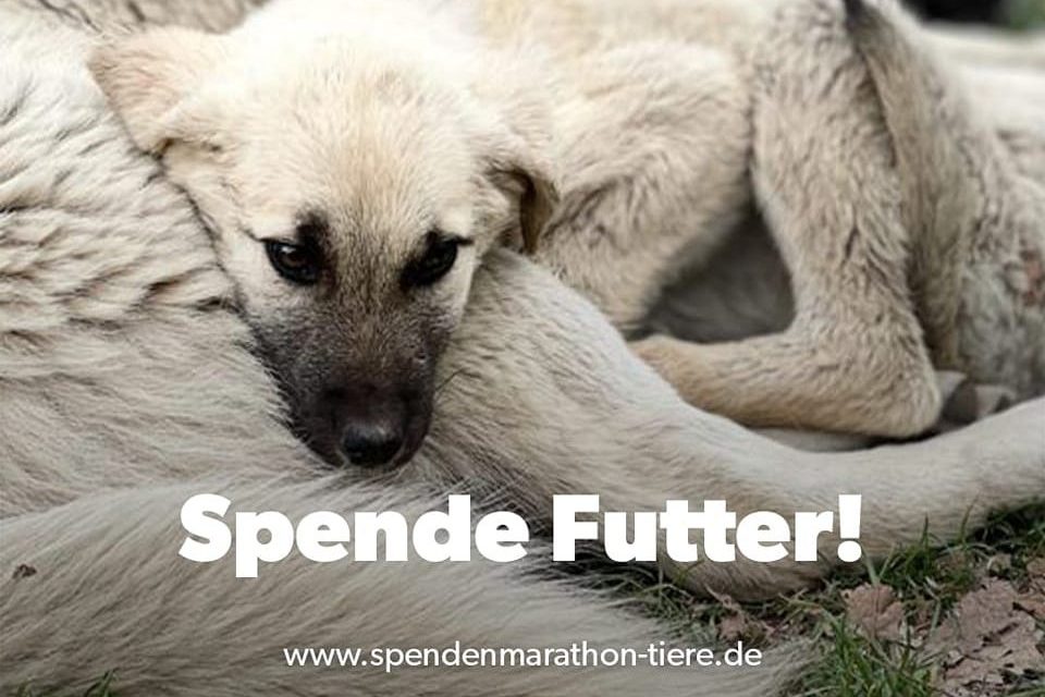 You are currently viewing Spendenmarathon 2021 – Kälte verschlimmert Zustände im Tierheim