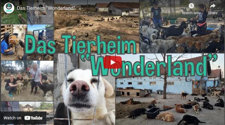 You are currently viewing Video Tierheim Wonderland