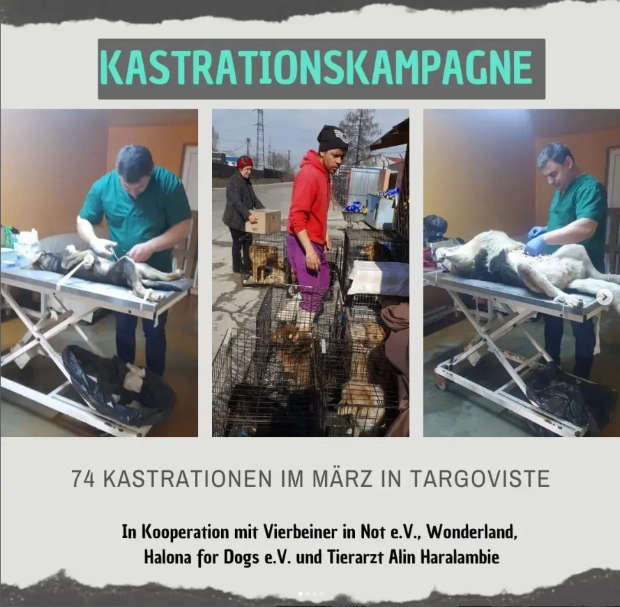 You are currently viewing Kastrationskampagne: 74 Kastrationen im März in Targoviste