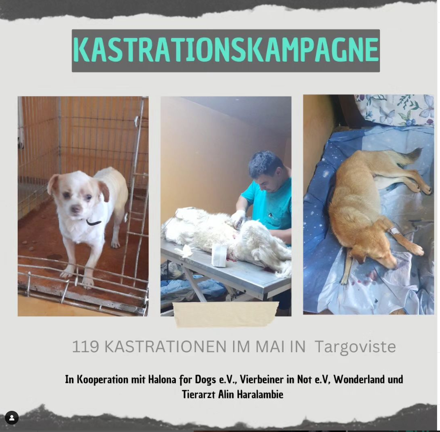 You are currently viewing Kastrationskampagne: 119 Kastrationen im Juni in Targoviste