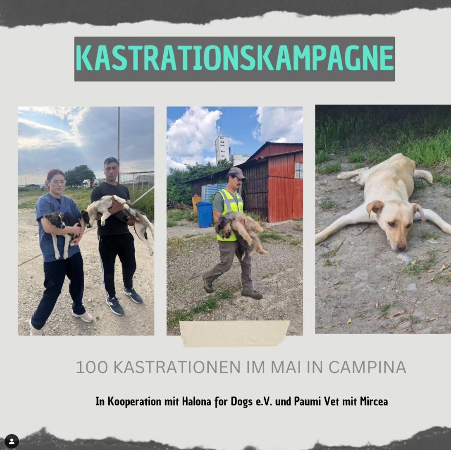 Read more about the article Kastrationskampagne: 100 Kastrationen in Campina im Mai
