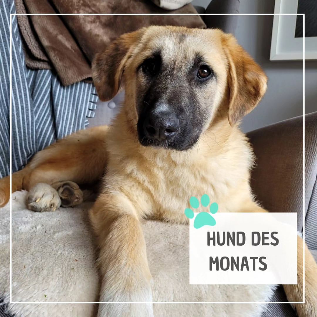 Read more about the article HALONA-HUND-DES-MONATS September 2023