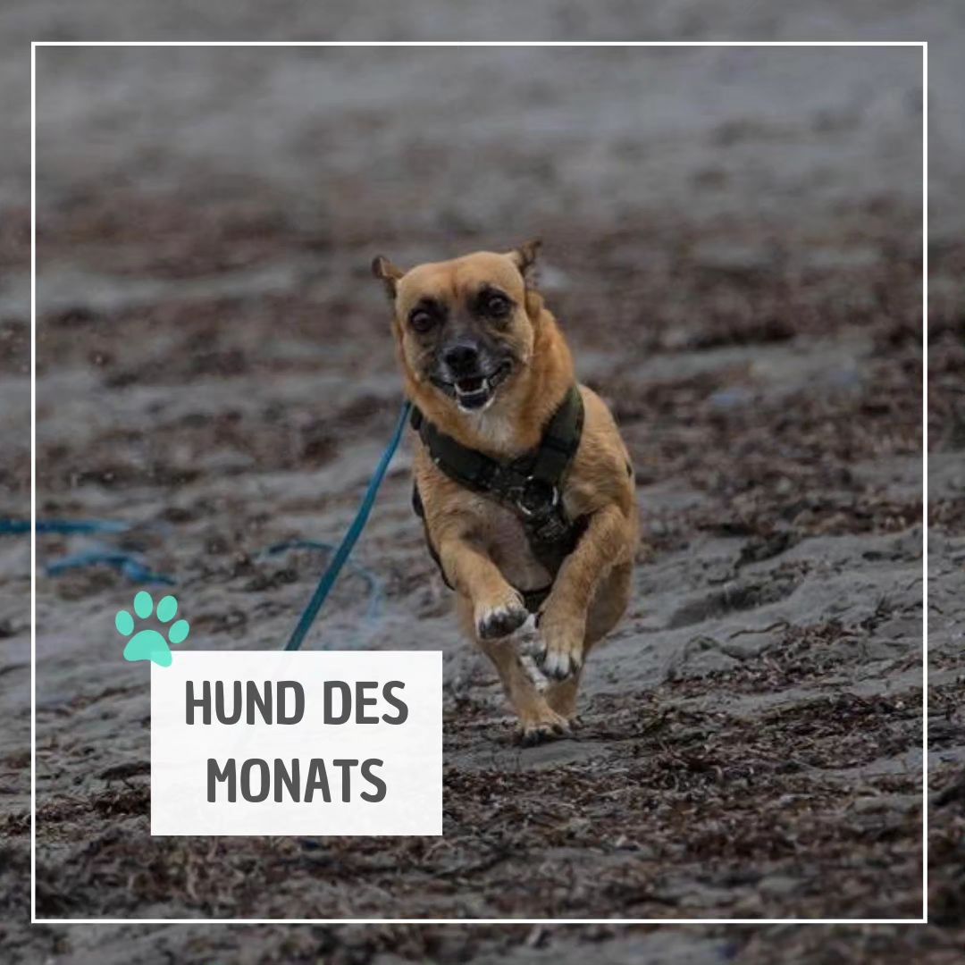 Read more about the article HALONA-HUND-DES-MONATS Oktober 2023