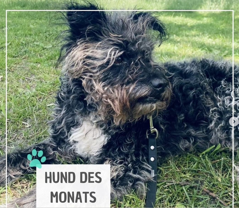 Read more about the article HALONA-HUND-DES-MONATS November 2023