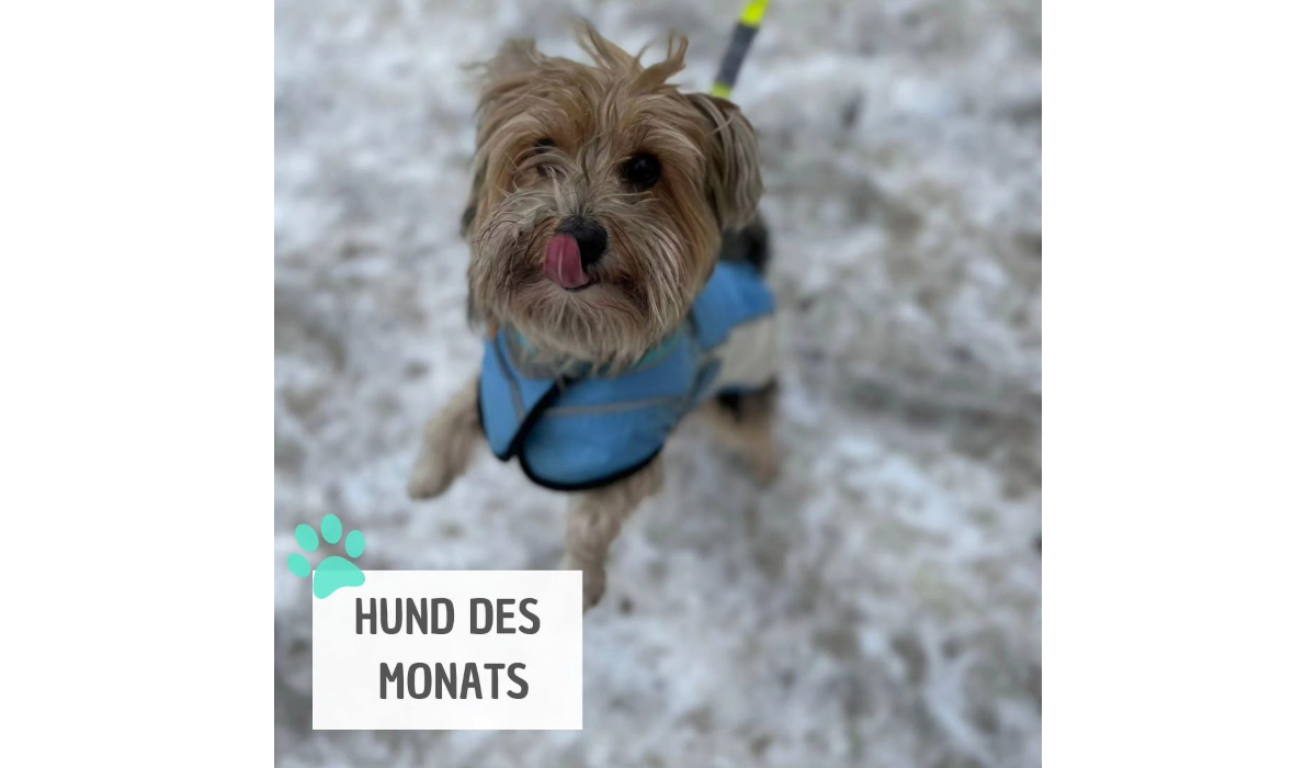 You are currently viewing HALONA-HUND-DES-MONATS Januar 2024