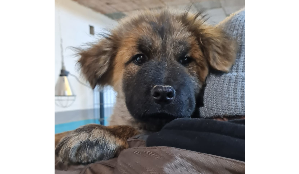 You are currently viewing TOMMY Eurasier Mix möchte ankommen