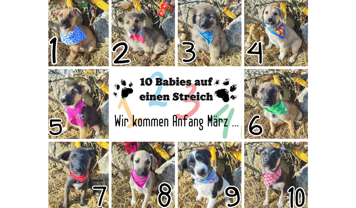 Read more about the article Zehn Babies auf einen Streich…..