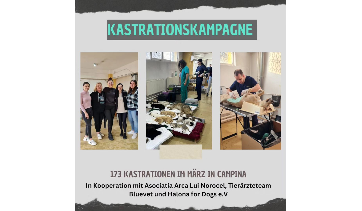 Read more about the article Unsere Kastrationskampagne im März in Campina 🐶🍀