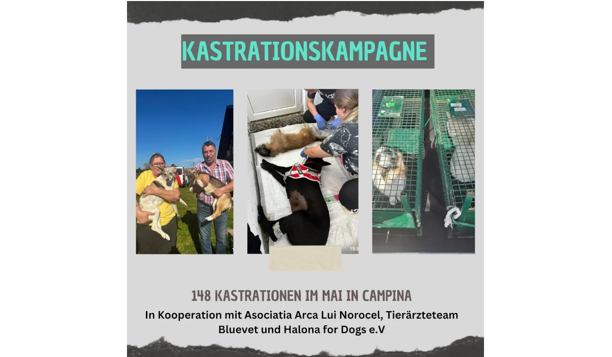 Mehr über den Artikel erfahren Kastrationskampagne in Campina
