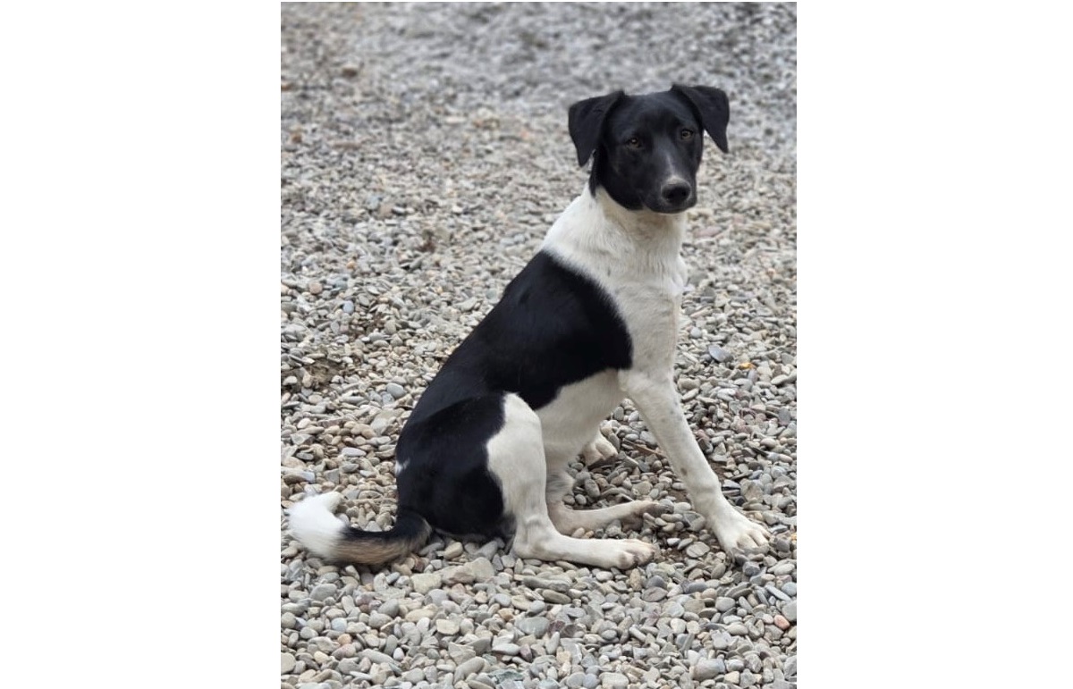 Du betrachtest gerade 💙Keks, 1 Jahr