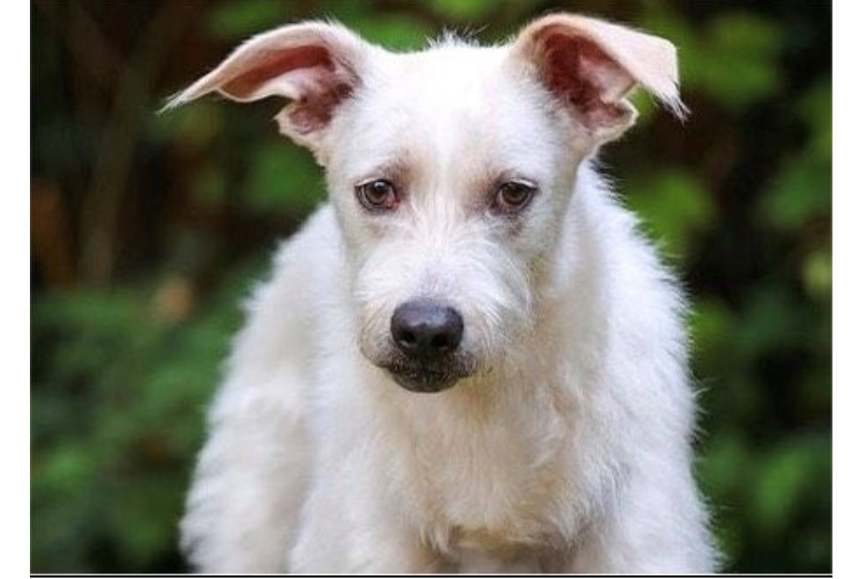 Mehr über den Artikel erfahren 💙Flipper (Flips) – junger Herzenshund sucht sein                    Für-Immer-Zuhause