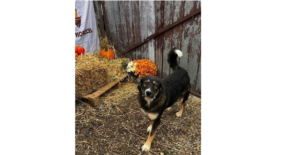 Mehr über den Artikel erfahren 💙Nugget, 10 Monate