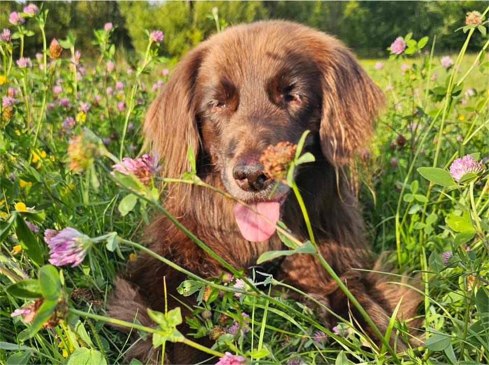 Mehr über den Artikel erfahren Labrador-Mix – Opi SCOTTY