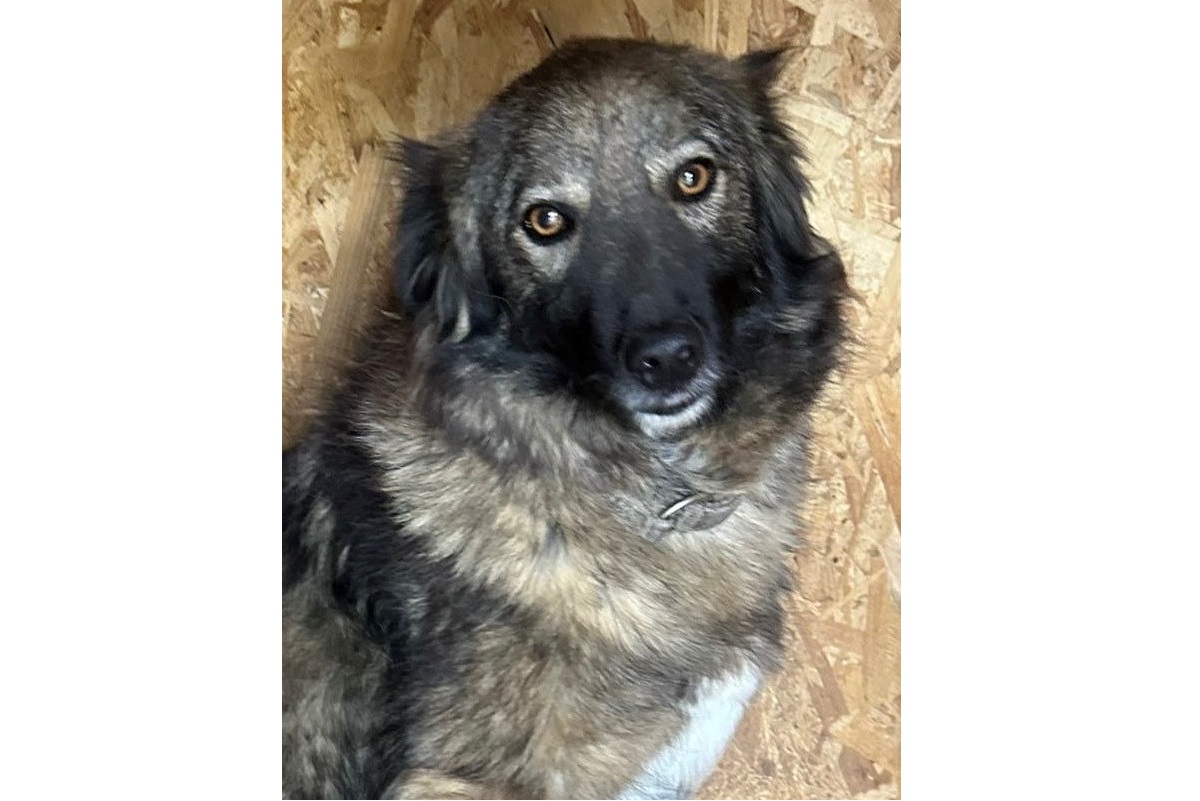 Mehr über den Artikel erfahren 💙Cezar, 4 Jahre