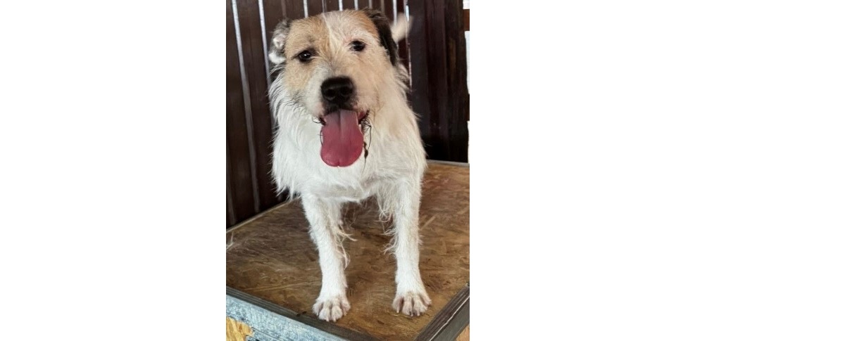 Mehr über den Artikel erfahren 💕  Gia, 3 Jahre