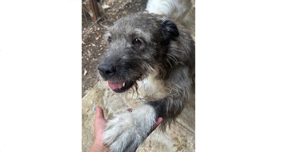 Du betrachtest gerade 💙 Jax, 3 Jahre