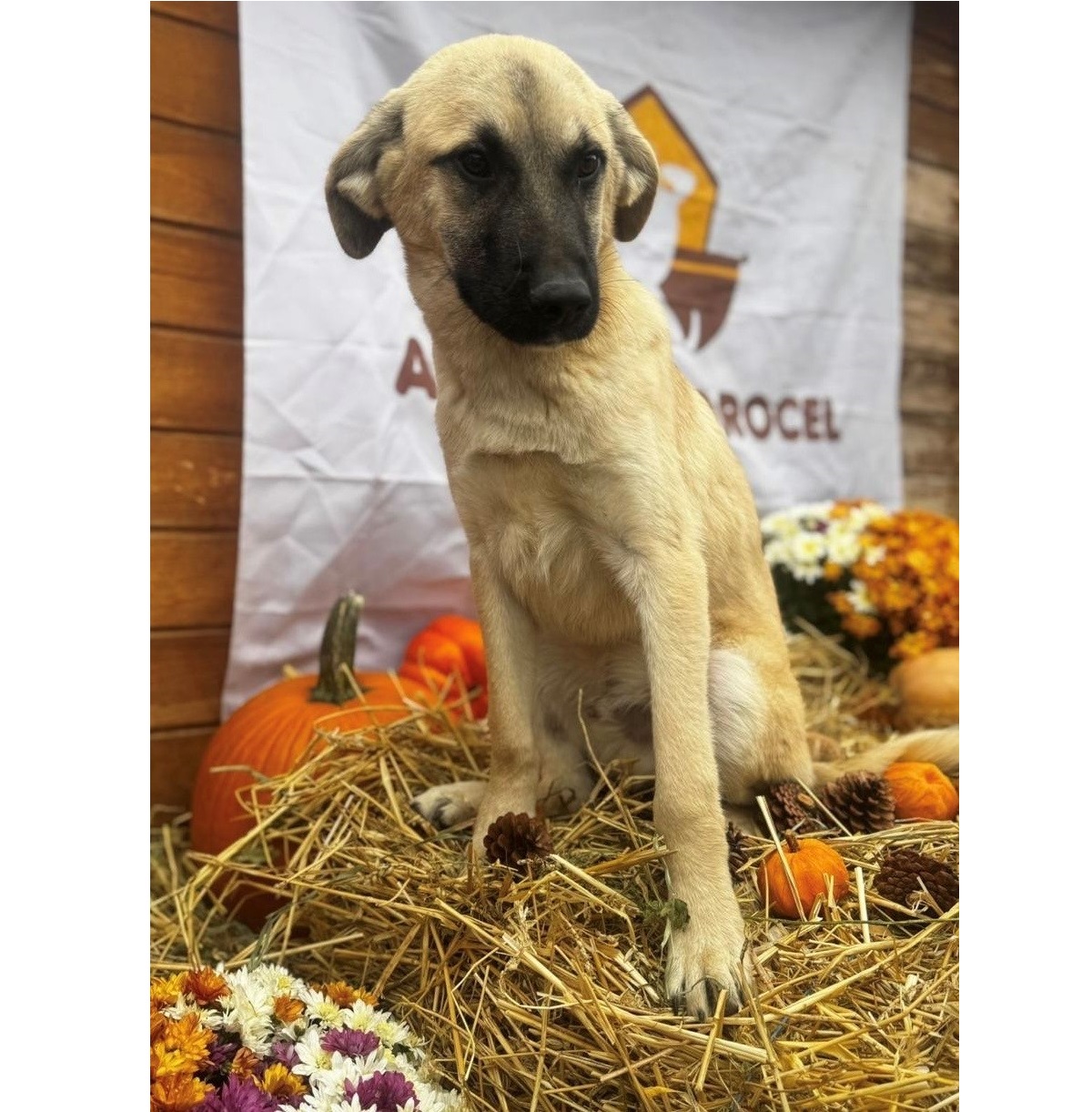 Mehr über den Artikel erfahren 💙  Doby, 6 Monate