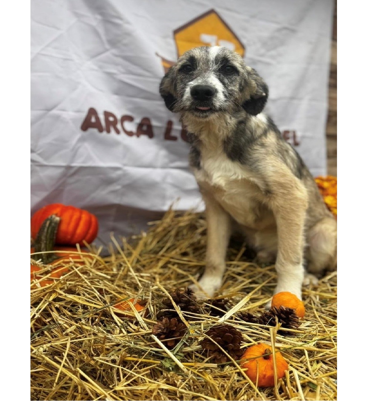 Mehr über den Artikel erfahren 💙 Draco, 6 Monate