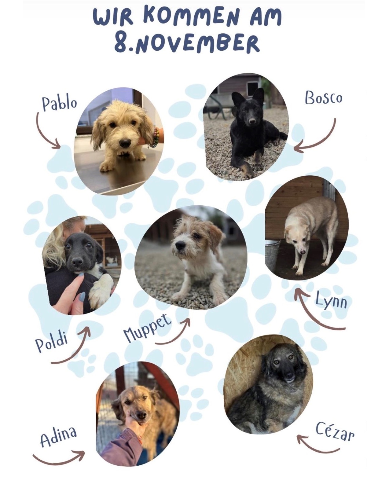 Mehr über den Artikel erfahren 🍀 Der Glückstrapo kommt 🍀