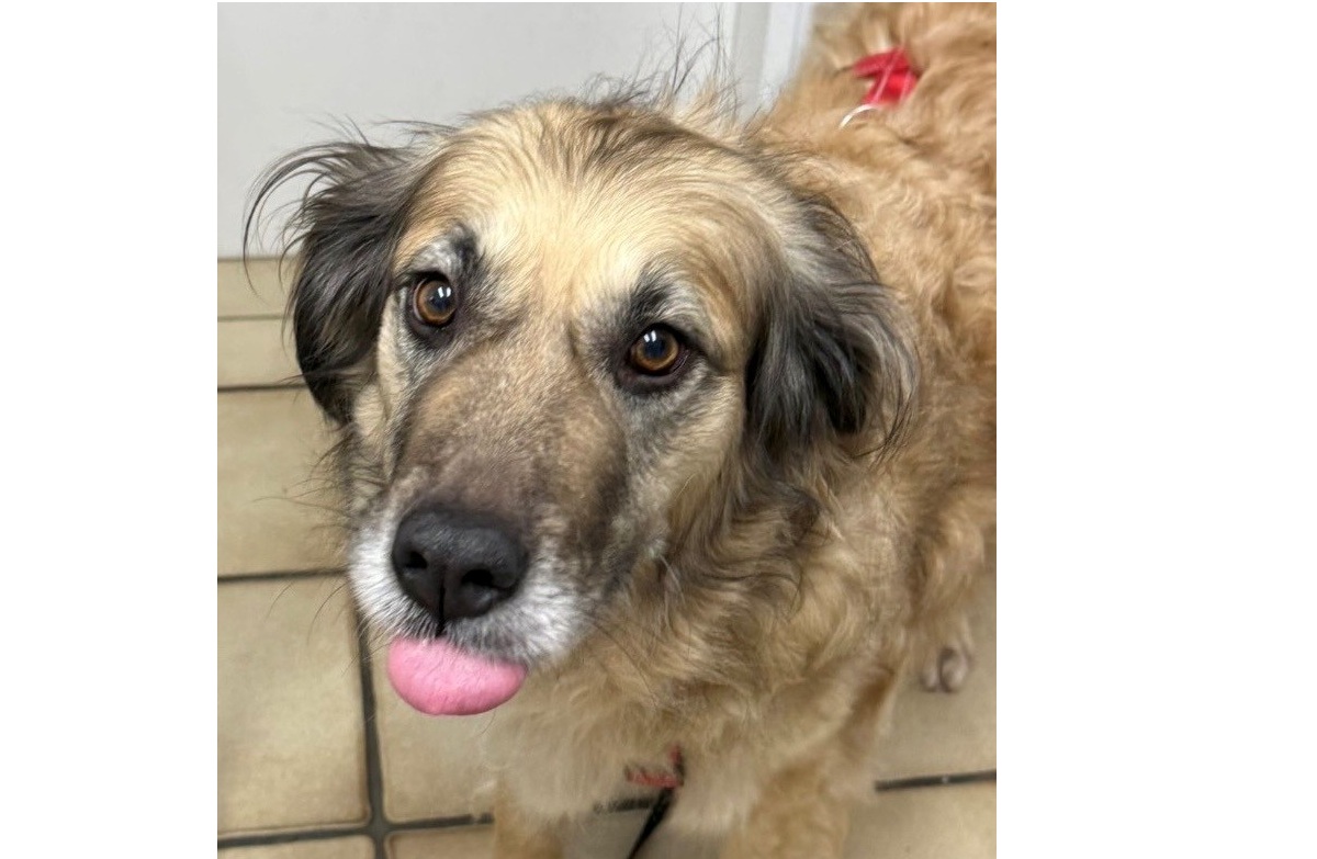 Du betrachtest gerade 💕 Liebevolle ADINA sucht ihr Körbchen