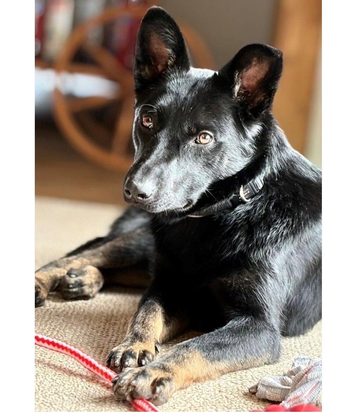 Du betrachtest gerade 💙 Bosco – 1 Jahr jung, bereit für sein Für-Immer-Zuhause