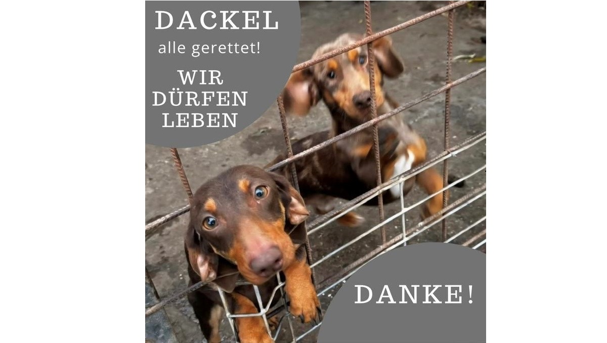 Du betrachtest gerade Alle Dackel sind gerettet und kommen am 06.12.2025 💕💙💕