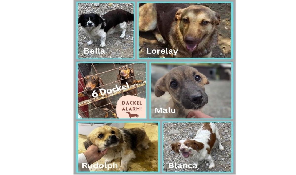 Du betrachtest gerade 🍀 Der nächste Glückstrapo kommt am 06.12.2025 🍀