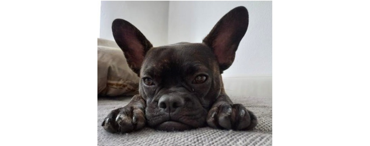 Du betrachtest gerade 🐶 Little sucht ein liebevolles Zuhause ❤️