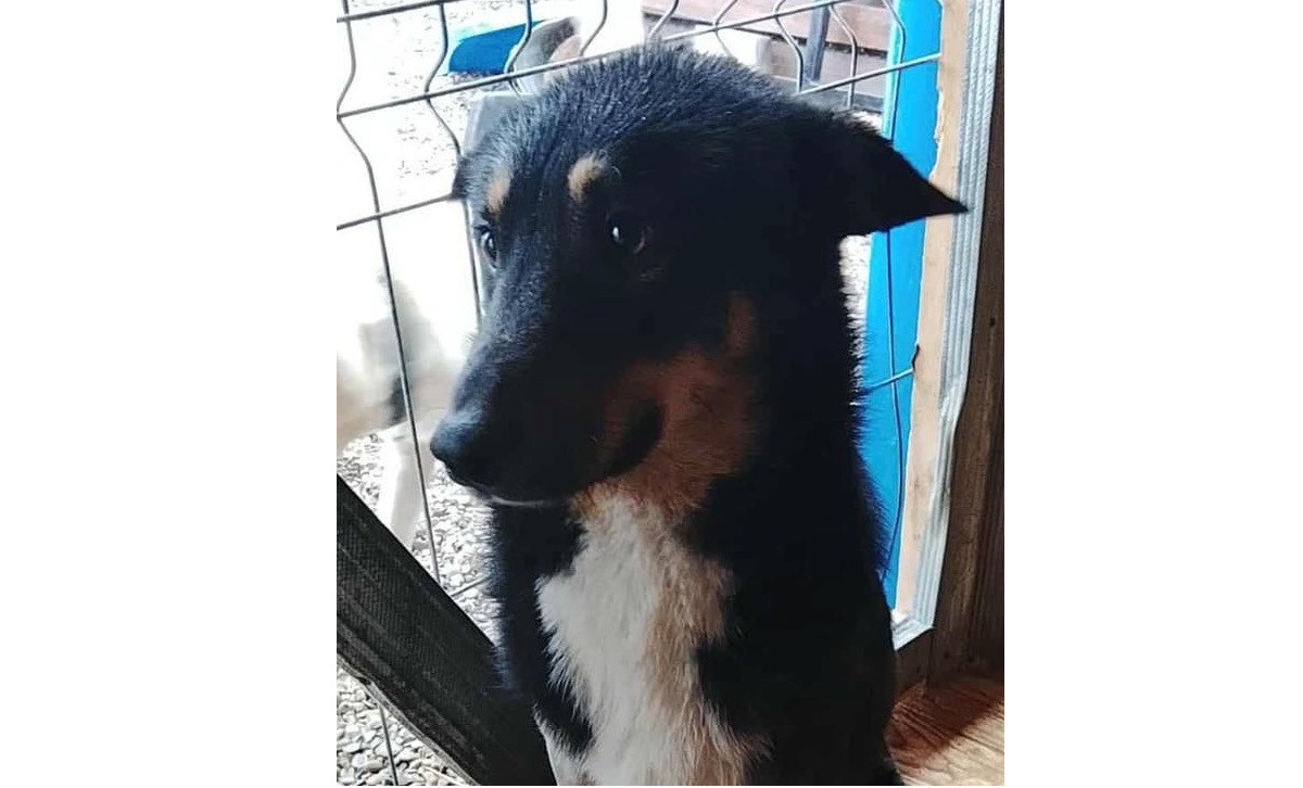 Mehr über den Artikel erfahren 🆘 SOS – Pascal sucht sein Glück! 🇩🇪🐾