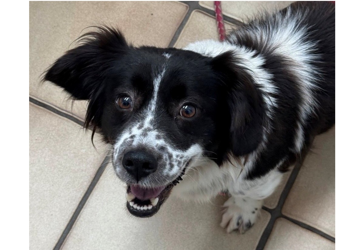 Mehr über den Artikel erfahren 💕 Süße Betsy – 3 Jahre, sucht ihr Herzenszuhause