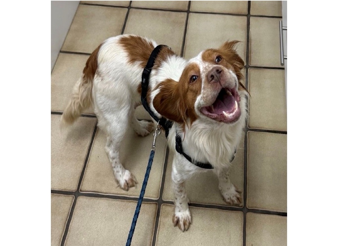 Mehr über den Artikel erfahren 💕 Warmherzige BLANCA – 3 Jahre, ist auf der Suche 💕