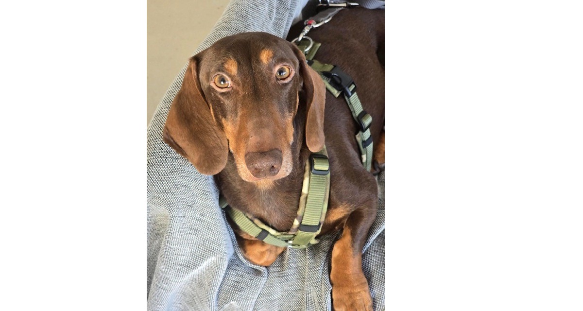 Du betrachtest gerade 💙 Bruno – ca. 4 Jahre, Dackelliebhaber gesucht 💕