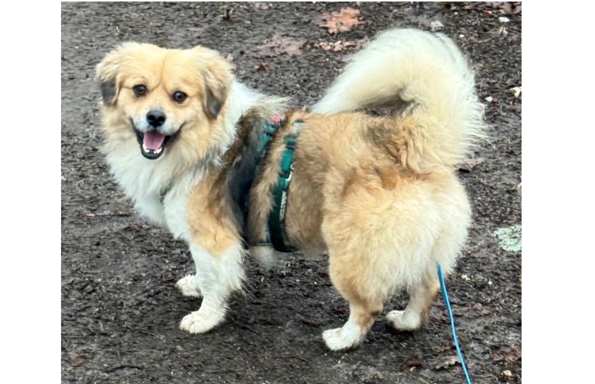 Mehr über den Artikel erfahren 💙 Rudi – 3 Jahre,  bricht alle Herzen…