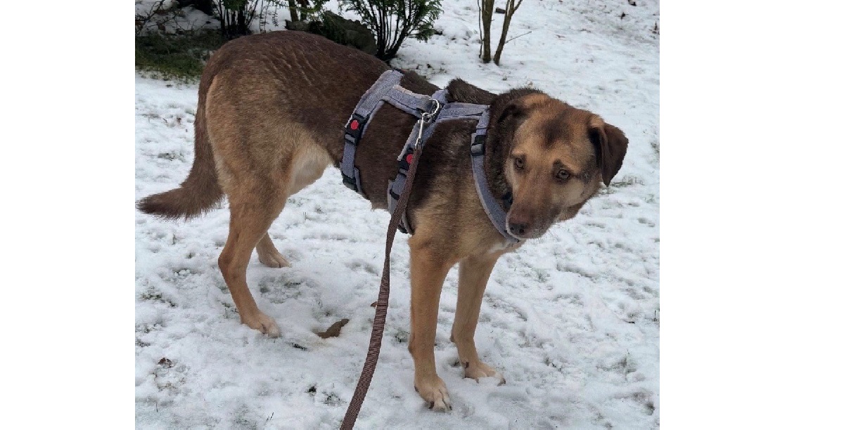 Du betrachtest gerade 💕Zauberhafte SALLY sucht ihr Glück