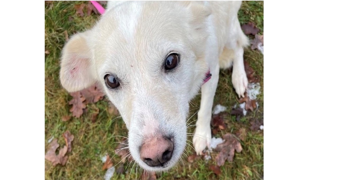 Du betrachtest gerade 💕 YUKI – 8 Jahre, sucht ihr Traumzuhause 💕