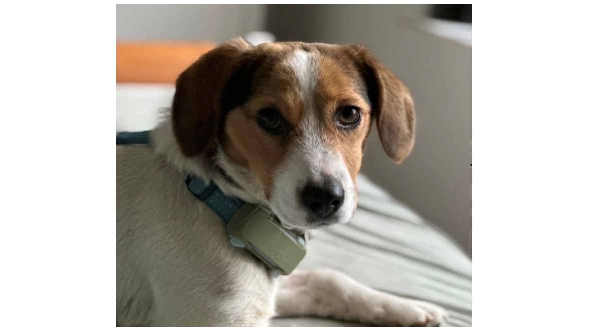 Du betrachtest gerade 💕Kleine Alma sucht Traumzuhause