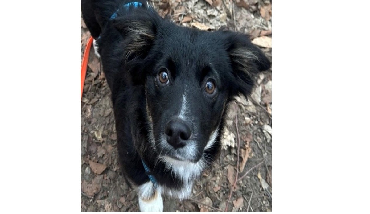 Du betrachtest gerade 💙CHARLY sucht sein Sofa