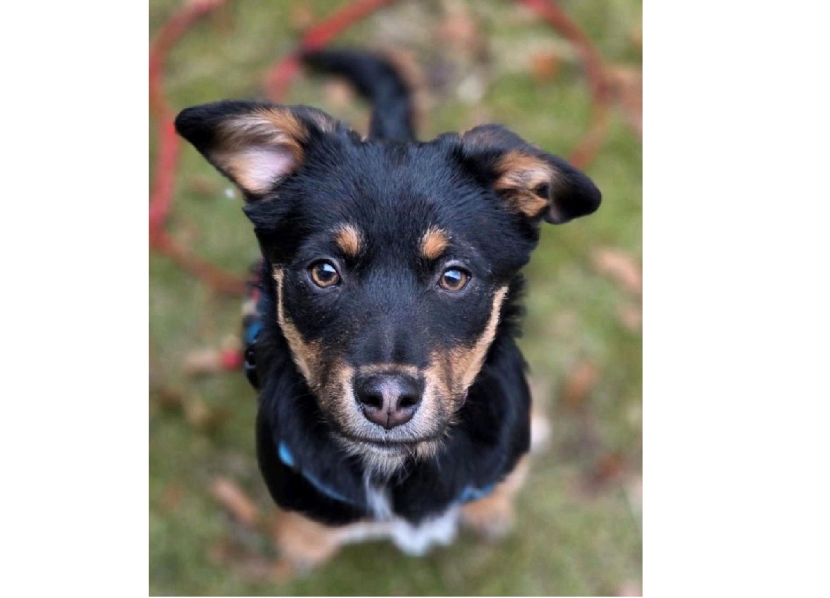 Du betrachtest gerade 💕 Katzenfreundliche Momo sucht ihr Zuhause