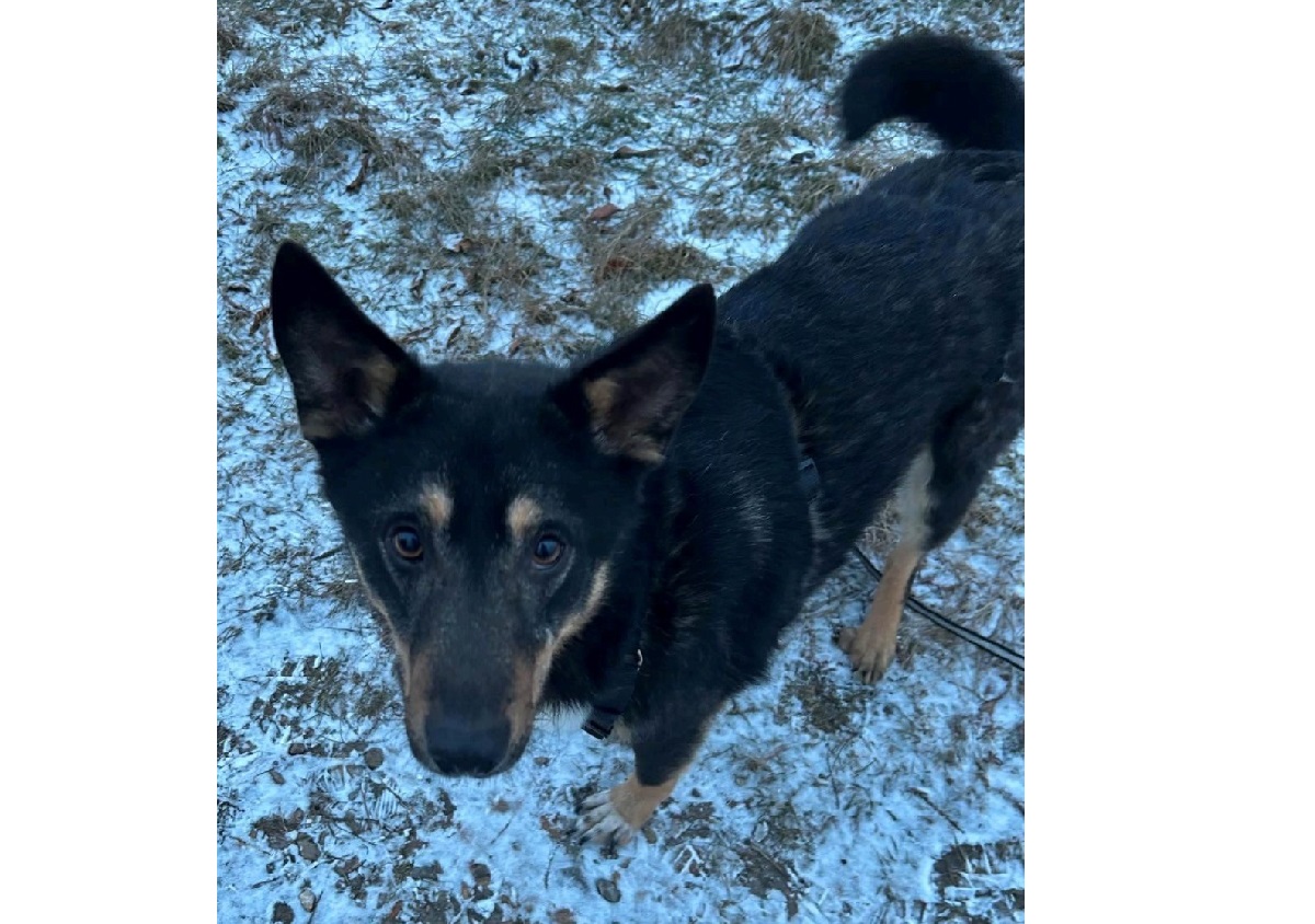 Du betrachtest gerade 💙 Pascal sucht sein Zuhause