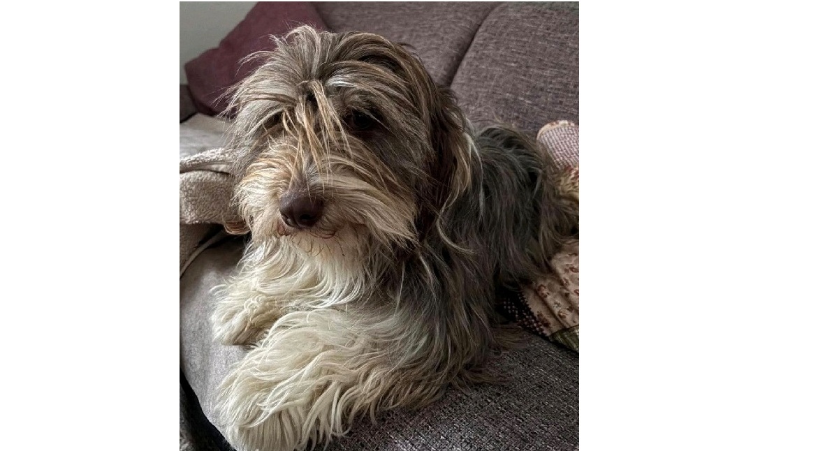 Du betrachtest gerade 💕 Zuckersüße Yella sucht ihr Zuhause